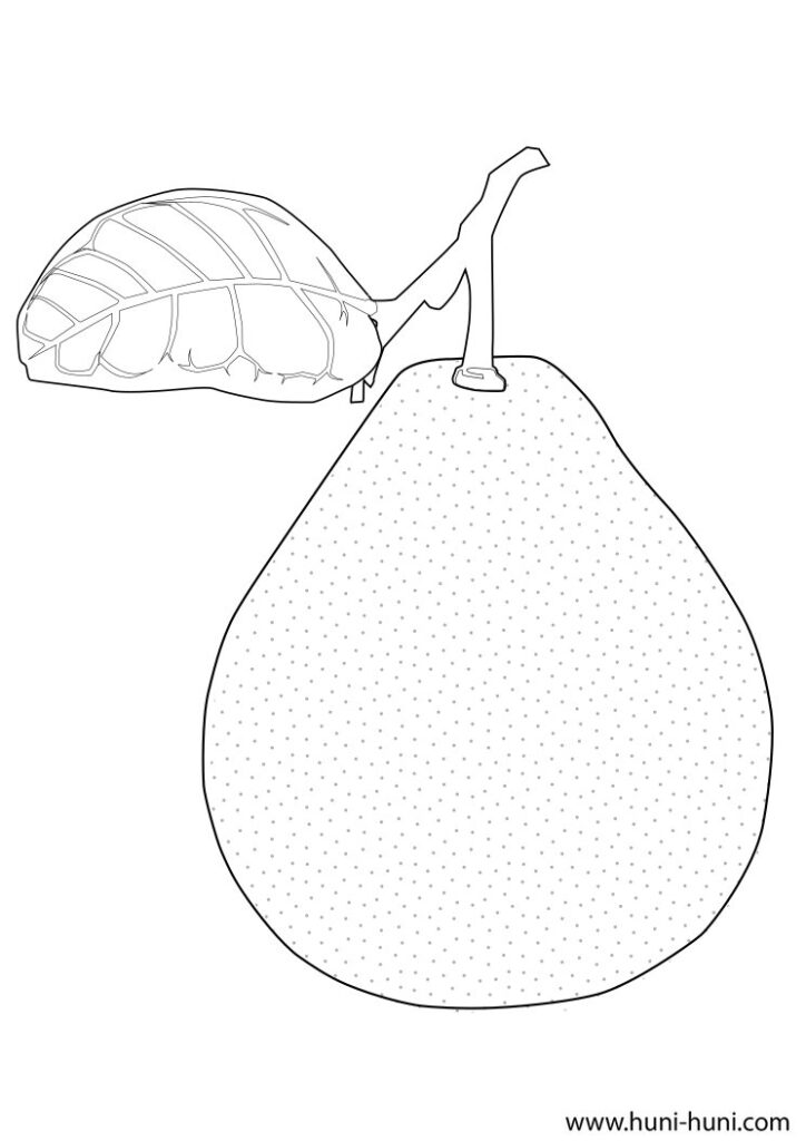 buongon pomelo outline flashcard clipart coloring page