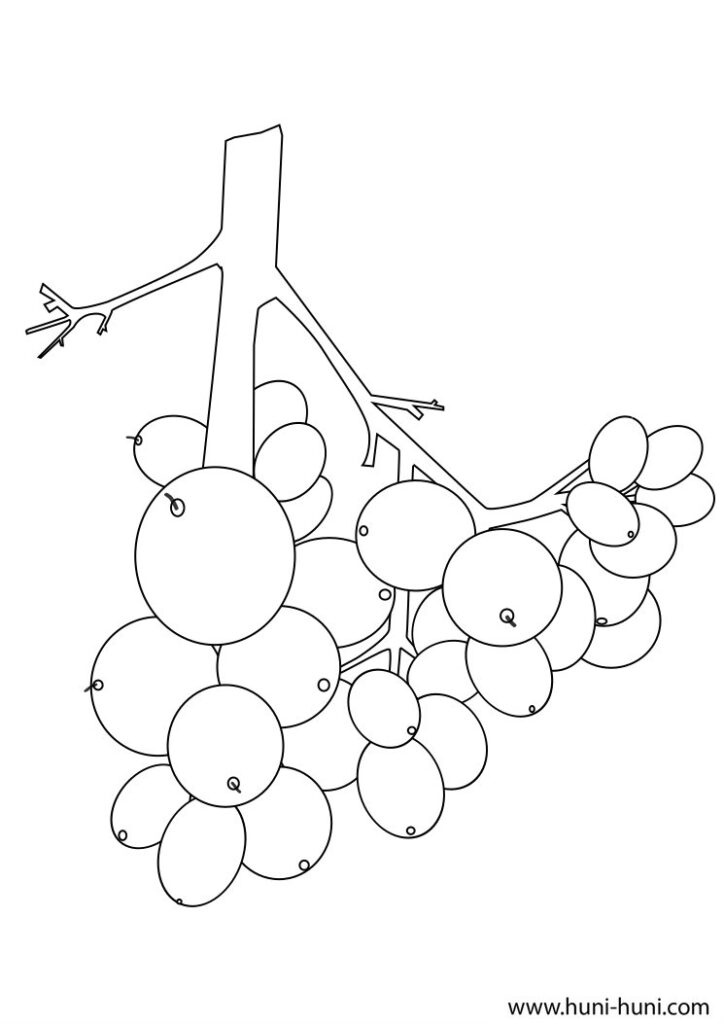 lomboy (java plum) outline flashcard clipart coloring page